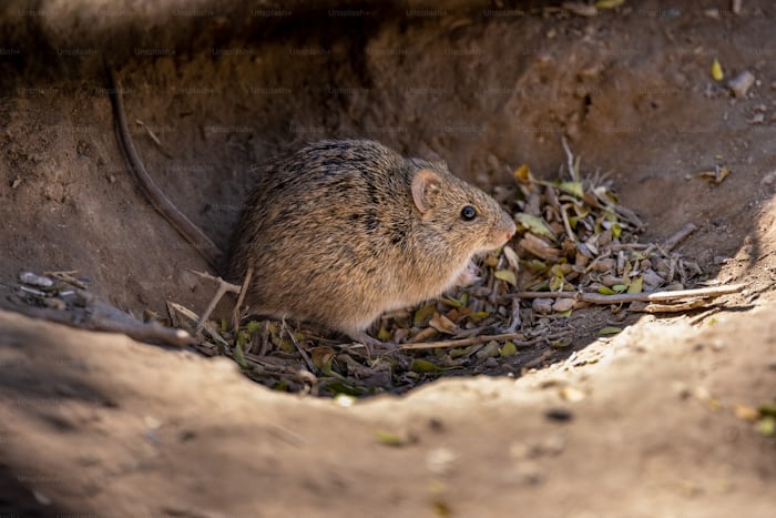 Accidentally ate food eaten by mouse